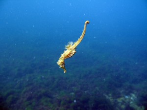 marea-neagra_eforie_calut_de_mare_cursuri_de_scufundari_scuba-diving_ 048