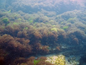 marea-neagra_cursuri_de_scufundari_scuba-diving_eforie