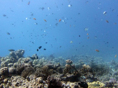 cursuri_scufundari_scuba-diving_marea_rosie_01061